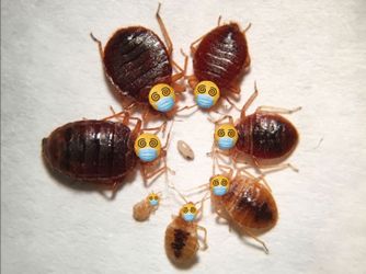 Juanmatafumitodo Organico Seguro