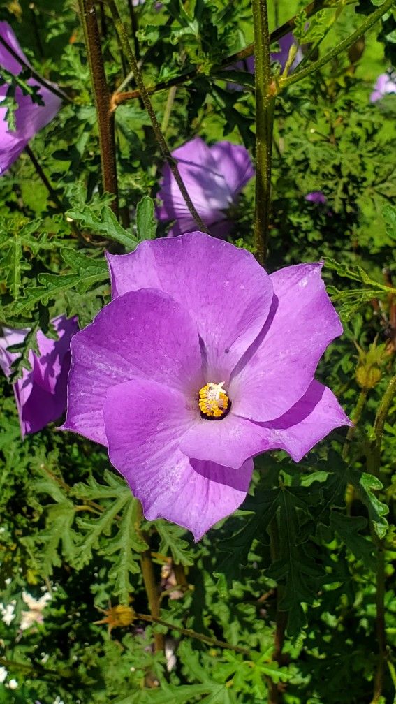 Blue Hibiscus - Alyogyne huegelii