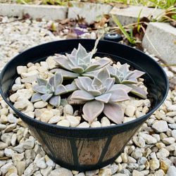 Succulents In Hard Plastic Flower Pot(in Fertilized Soil $18