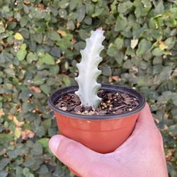 Euphorbia Lactea 'White Ghost'