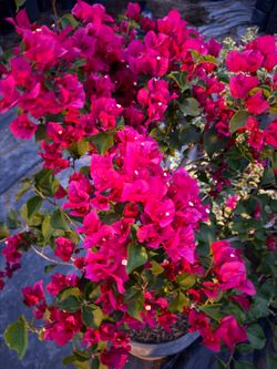 🌺 Bougainvillea – 5 Gallon 🌺