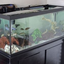  Fish Tank 