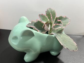 Cute Pokémon Bulbasaur Ceramic Flowerpot - Glazed Pottery for Succulent