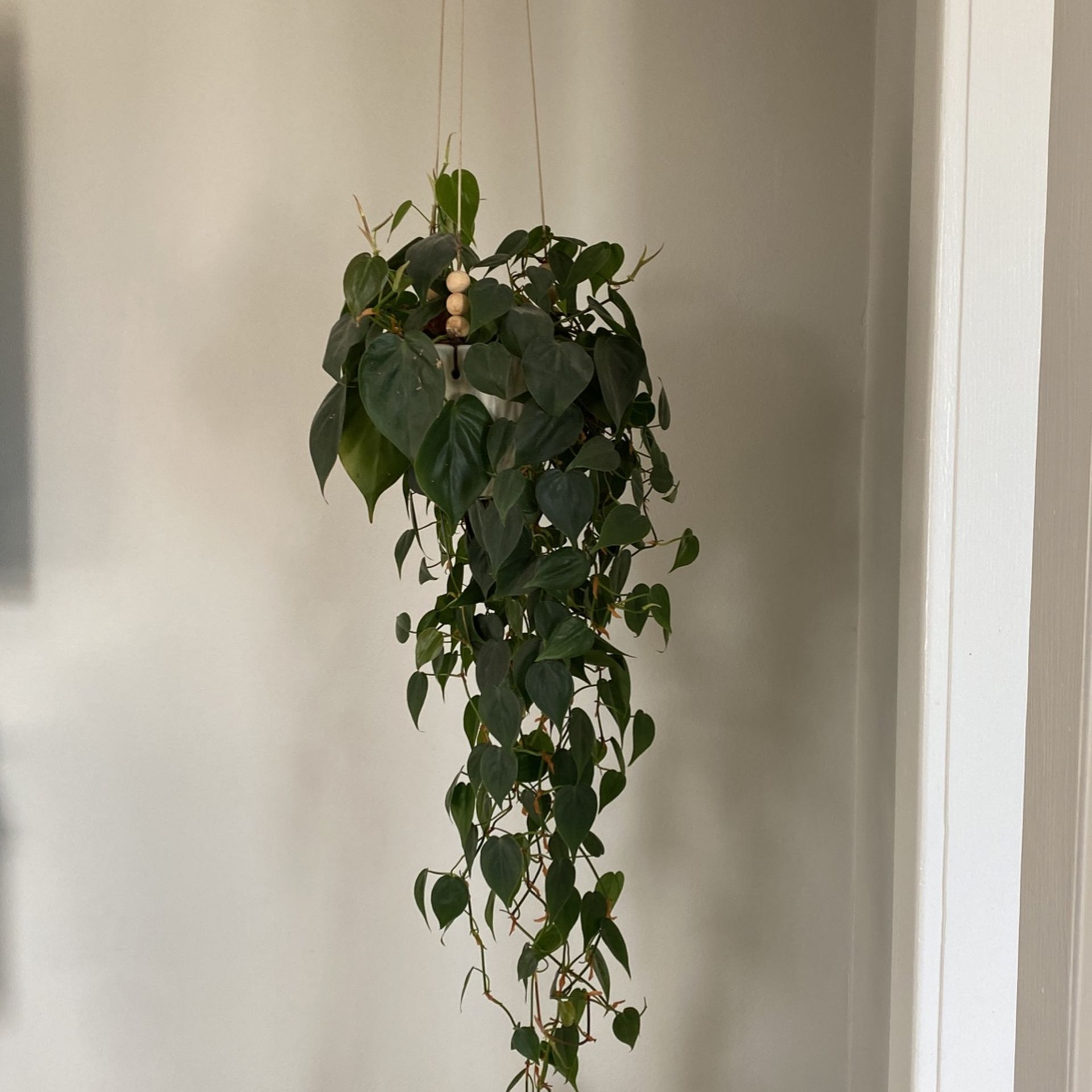 BEAUTIFUL hanging Plant