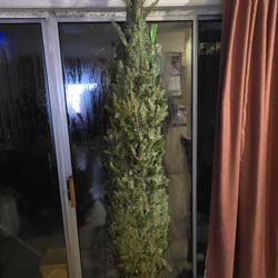 Fresh Pine Trees & Wreath