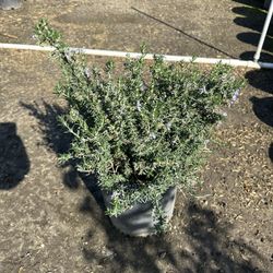 Rosemary Bush