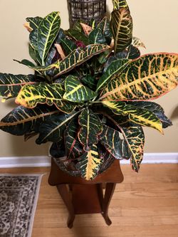 🐦‍🔥Croton Plant🐦‍🔥