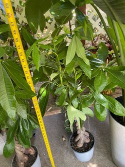 4+ft super thick trunk braided money tree; 95820