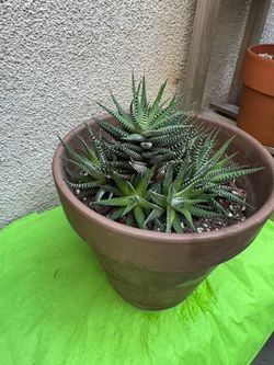 Zebra Haworthia plant
