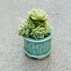 Succulents plants 🪴