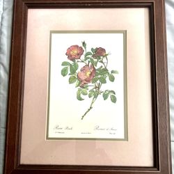  print of the botanical illustration "Rosa Pumila", also known by its French name, "Rosier d'Amour" (Rose of Love). The original artwork was created b