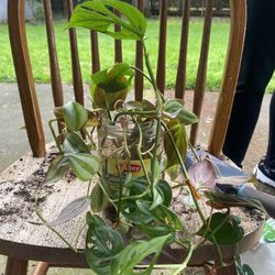 Mixed Swish Cheese & Philodendron Houseplant 