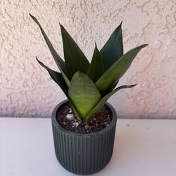 Sansevieria Black Jade