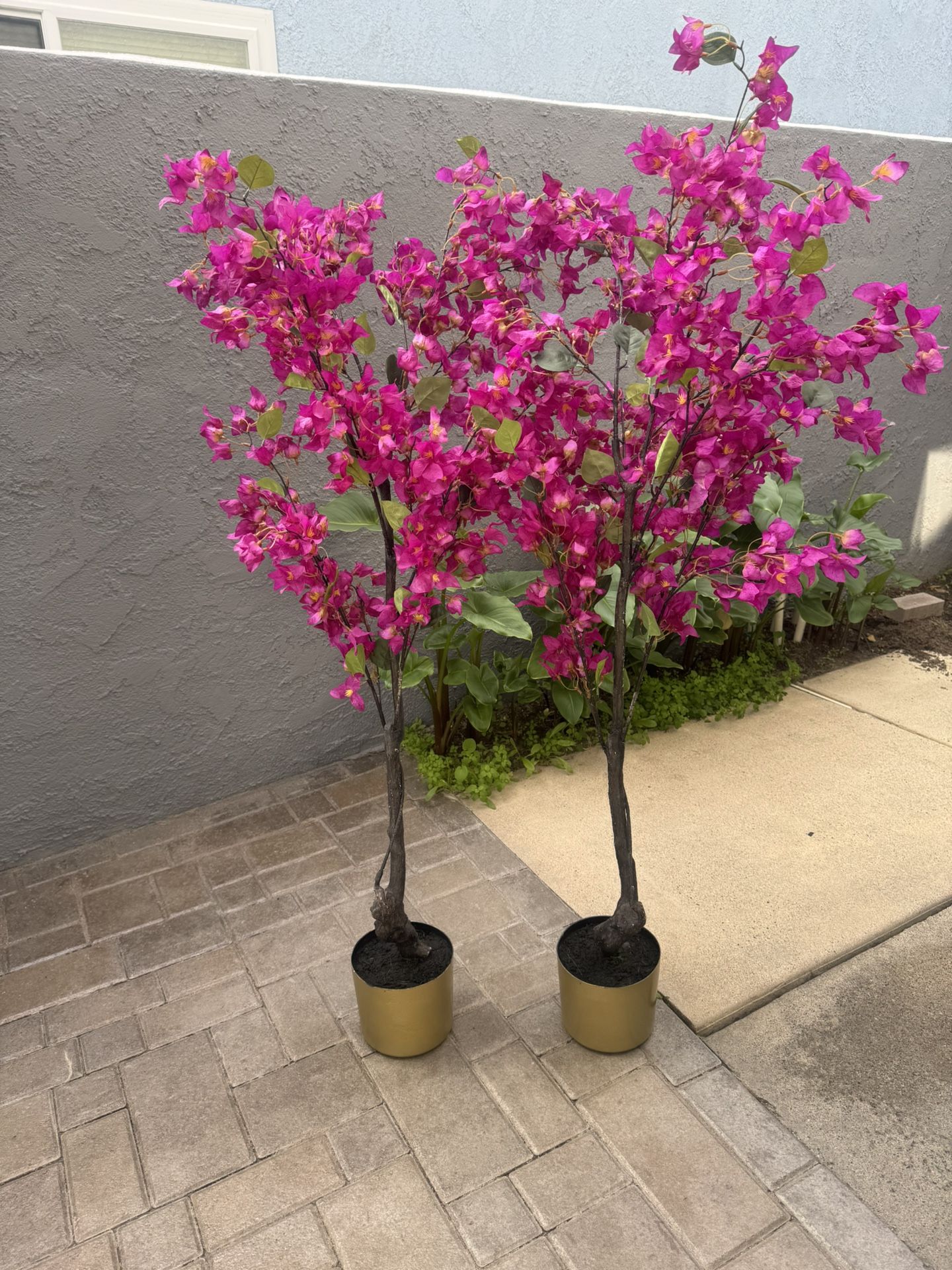 Decorative Bougainvillea Plants