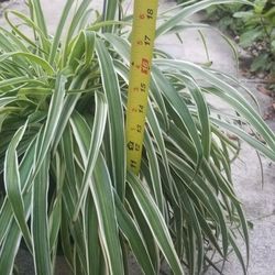 Large Spider Plant 