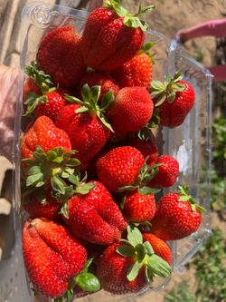 5 gallon strawberry 🍓 plants