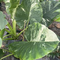 Variegated Alocasia Plant