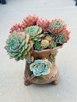 Succulents plants （Echeveria secunda.El Encino）