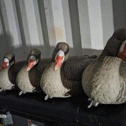Spec Goose Decoys 