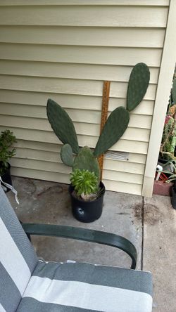 Cactus Prickly Pear 40 Inches Tall