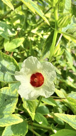 RARE White Roselle / Sorrel (Hibiscus) Seeds - Pack of 15