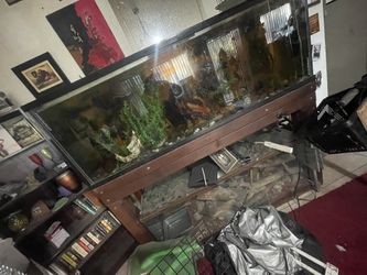 Fish Tanks