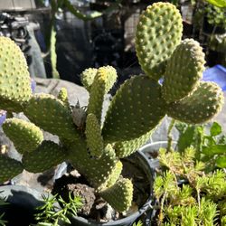 Cactus