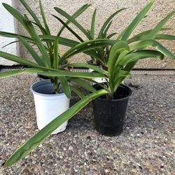 Agapanthus In 5 In Pot