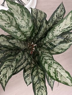 Plant