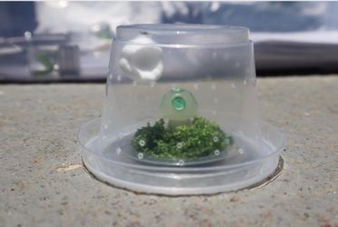Baby Jumping Spider Enclosure