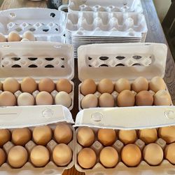 Organic Eggs/ Huevos Orgánicos