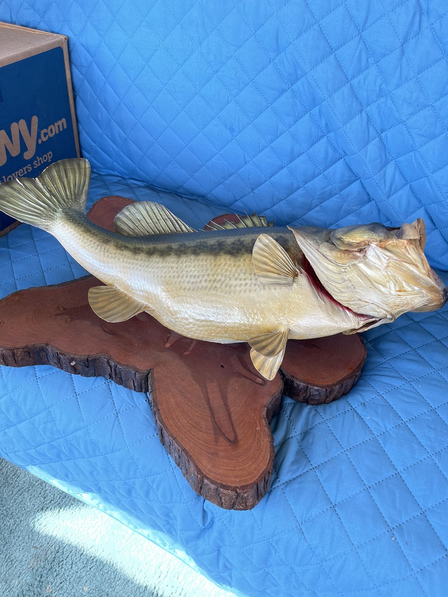 Largemouth Bass Mounted On Cypress