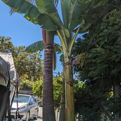 Thai Banana (9-10ft)