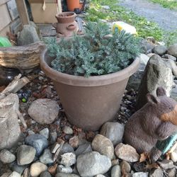 Two Hefty Plants. 