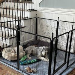 Dog Gate 42 X 2ft 