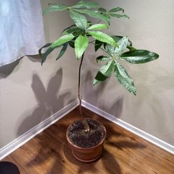 Money Tree House Plant