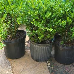2gal Compact Japanese Holly $10 Each