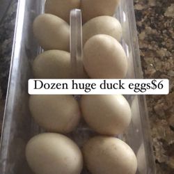 1 Dozen Duck Eggs