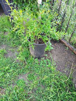 Pomegranate Tree