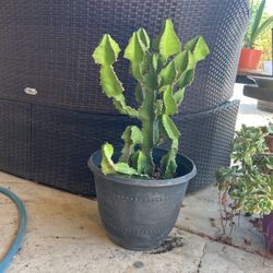 32 Inch Tall Cactus In A 2.5 Gl Fiber Glass  Pot.. $25.00  Ea.. Firm