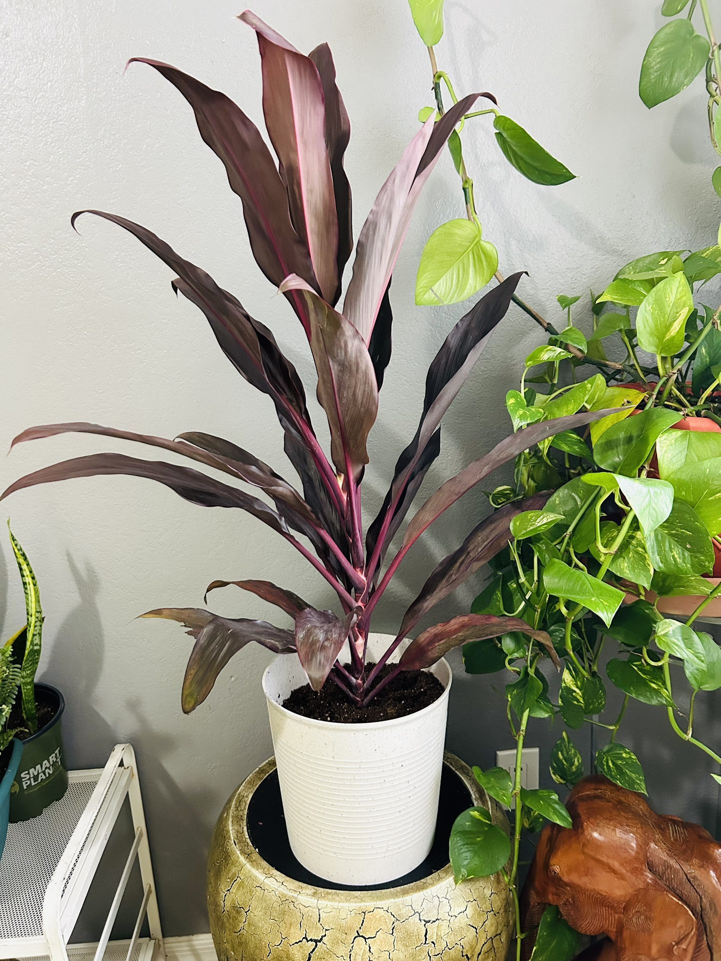 Plants For Sale 25 Each 