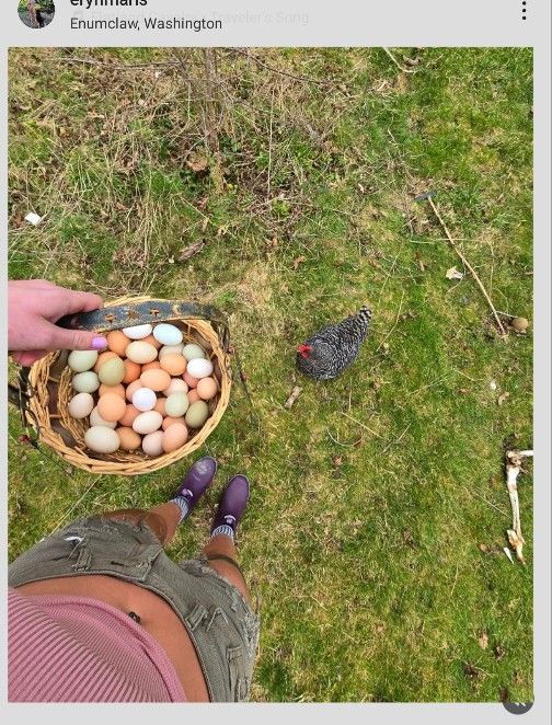 eggs