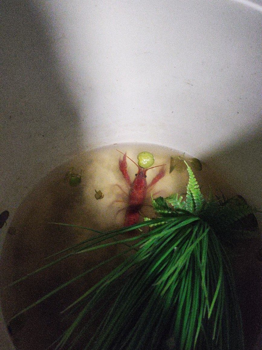 Fish Tank Decorations