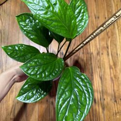 Monstera Pinnatipartita Plant (9leaves)