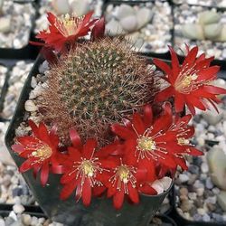 Orange Rebutia Fulviseta Cactus 🪴🌵🧡