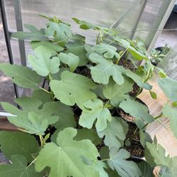 Organic Non GMO Black Figs Plants On Sale, $30 Per Plant