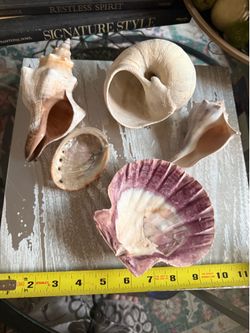 Assorted Decorative Larger Sized Sea Shell Collection - Set of 5   Natural collection of five assorted sea shells including a large purple scallop she