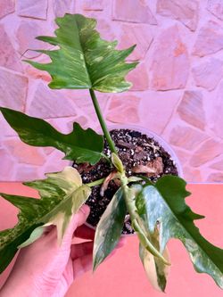 Philodendron x Tortum Variegated Plant - 5inch #2