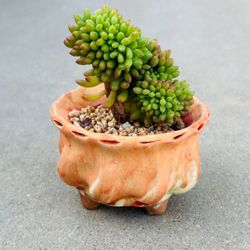 Succulents plants 🪴 （Sedum 'Alice Evans'）