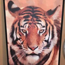 Large Tiger frame. 41" by 29" near MLK AND CRAIG
